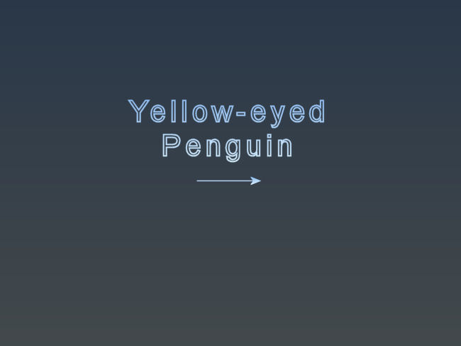 06_Yellow-eyed.jpg