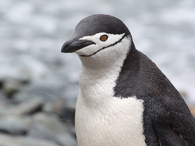 Chinstrap_SGeorgia_Day10_CBay_Chinstraps_3411.jpg - Chinstrap Penguin, Cooper Bay, South Georgia - photo by Carole-Anne Fooks