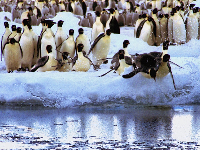 Emperor_CapeRogetEmperorPenguins6c.jpg - Emperor Penguins from large rookery jostling to enter sea, Cape Roget, Ross Sea, Antarctica - photo by Carole-Anne Fooks