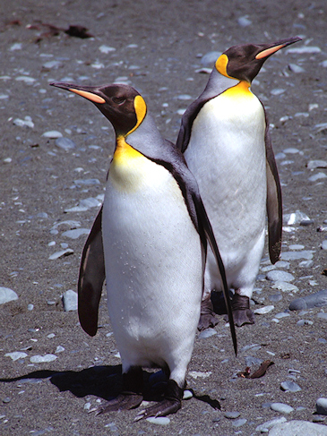 King_KingPenguins15.jpg - King Penguins, Macquarie Island, Australia - photo by Carole-Anne Fooks
