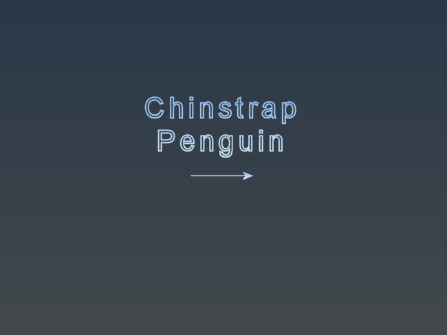 07_Chinstrap.jpg