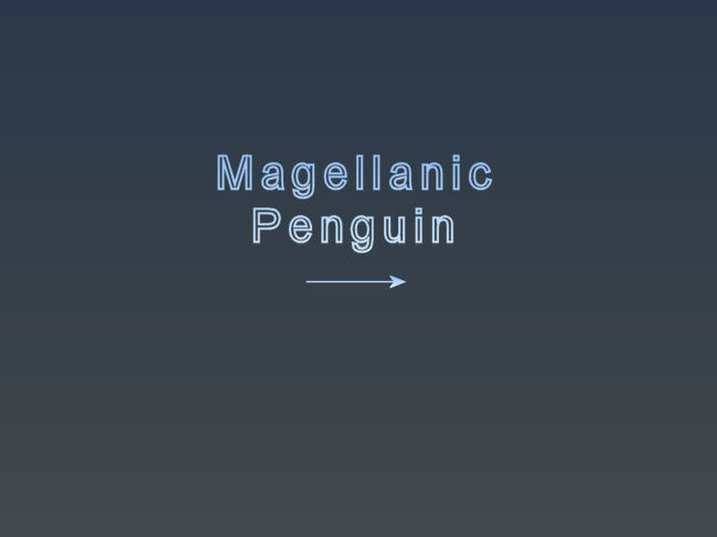 09_Magellanic.jpg