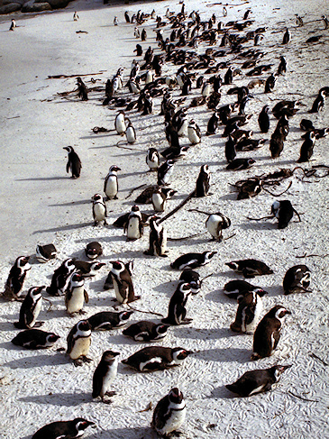 African_BoulderBeach19Penguins.jpg - African Penguins, Boulder Beach, South Africa - photo by Carole-Anne Fooks
