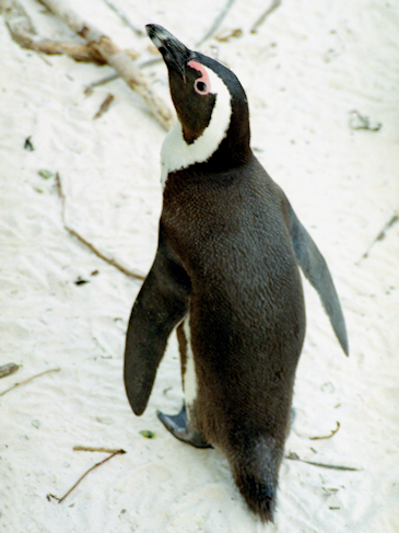 African_BoulderBeach6Penguins_g.jpg - African Penguin, Boulder Beach, South Africa - photo by Carole-Anne Fooks