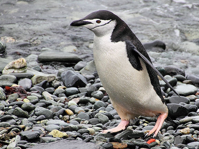Chinstrap_SGeorgia_Day10_CBay_Chinstraps_5455.jpg - Chinstrap Penguin, Cooper Bay, South Georgia - photo by Carole-Anne Fooks