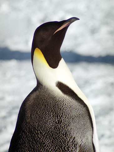 Emperor_CWEmperorPenguins31.jpg - Emperor Penguin, Cape Washington, Ross Sea, Antarctica - photo by Carole-Anne Fooks