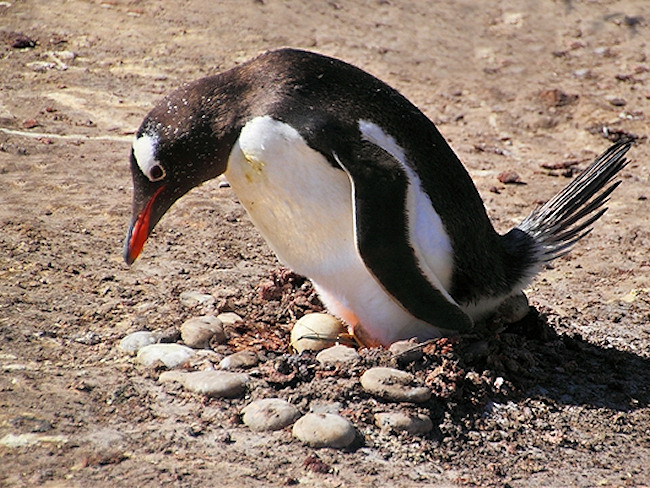 Gentoo_SaundersIs_GentooPenguins_4769_m.jpg - Gentoo Penguin with egg, Saunders Island, Faulklands - photo by Carole-Anne Fooks