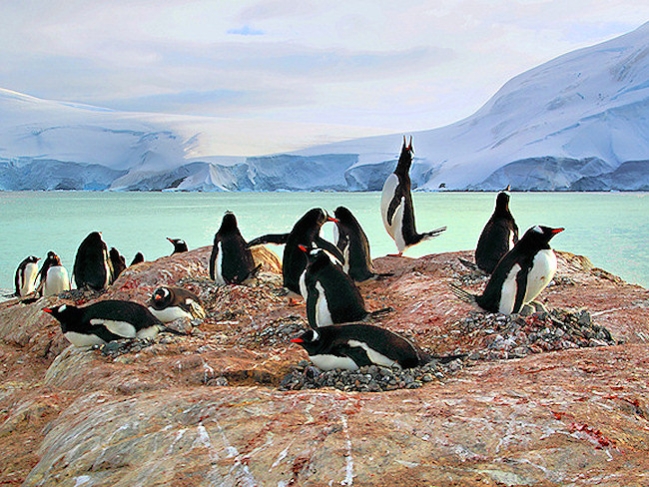 Gentoo_TrinityIsland_5827_m_edited.jpg - Gentoo Penguins nesting, Trinity Island, Antarctic Peninsula - photo by Carole-Anne Fooks