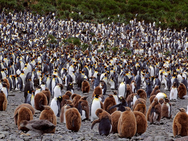 King_SGeorgia_Day9_RWBay_Kings_5375.jpg - Part of a large King Penguin Rookery, Right Whale Bay, South Georgia - photo by Carole-Anne Fooks