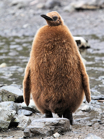 King_SGeorgia_Day9_RWBay_Kingsl_3308.jpg - King Penguin Chick ("wooly penguin"), Right Whale Bay, South Georgia - photo by Carole-Anne Fooks