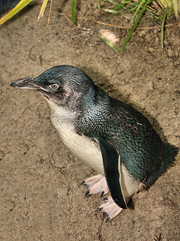 Fairy Penguin - Little Penguin, South Australia - photo by Carole-Anne Fooks