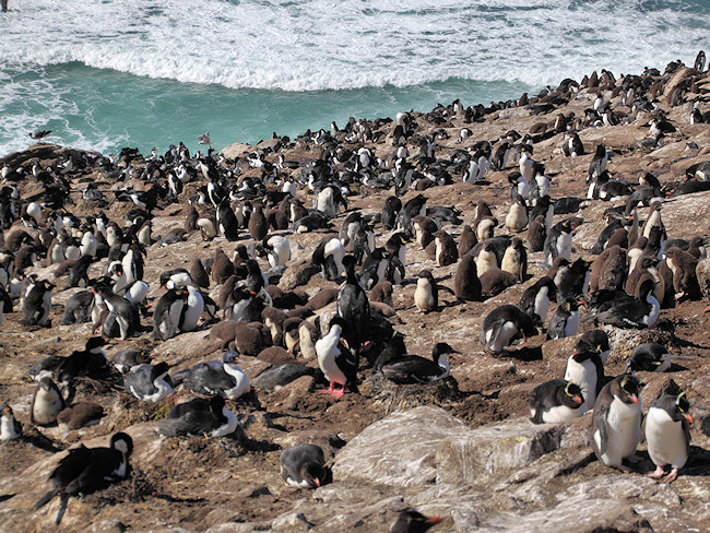 Rockhopper_SaundersIs_RockHopperPenguins_4787.jpg - Rockhopper Penguin Rookery, Saunders Island, Falklands - photo by Carole-Anne Fooks