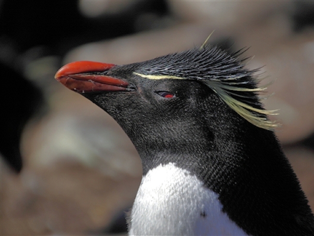 Rockhopper_SaundersIs_RockHopperPenguins_4794.jpg - Rockhopper Penguin, Saunders Island, Falklands - photo by Carole-Anne Fooks