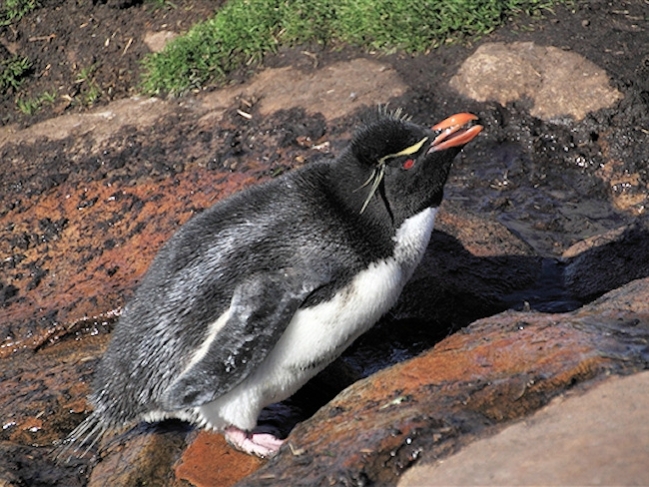 Rockhopper_SaundersIs_RockHopperPenguins_4831.jpg - Rockhopper Penguin, Saunders Island, Falklands - photo by Carole-Anne Fooks