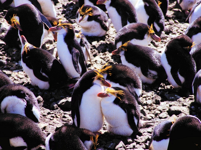 Royal_RoyalPenguins10.jpg - A very small part of a Royal Penguin Rookery, Macquarie Island, Australia - photo by Carole-Anne Fooks