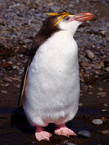 Royal_RoyalPenguins2_m.jpg - Royal Penguin, Macquarie Island, Australia - photo by Carole-Anne Fooks