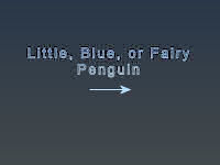 Fairy Penguin Title Page