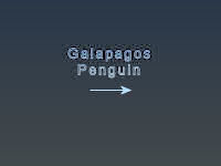 Galapagos Penguin Title Page