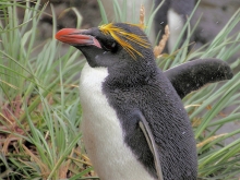 Macaroni Penguin